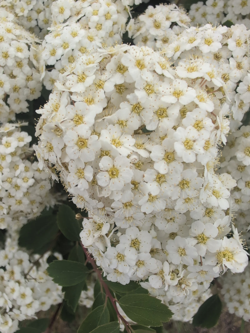 Longarone nuziale — Bild 1