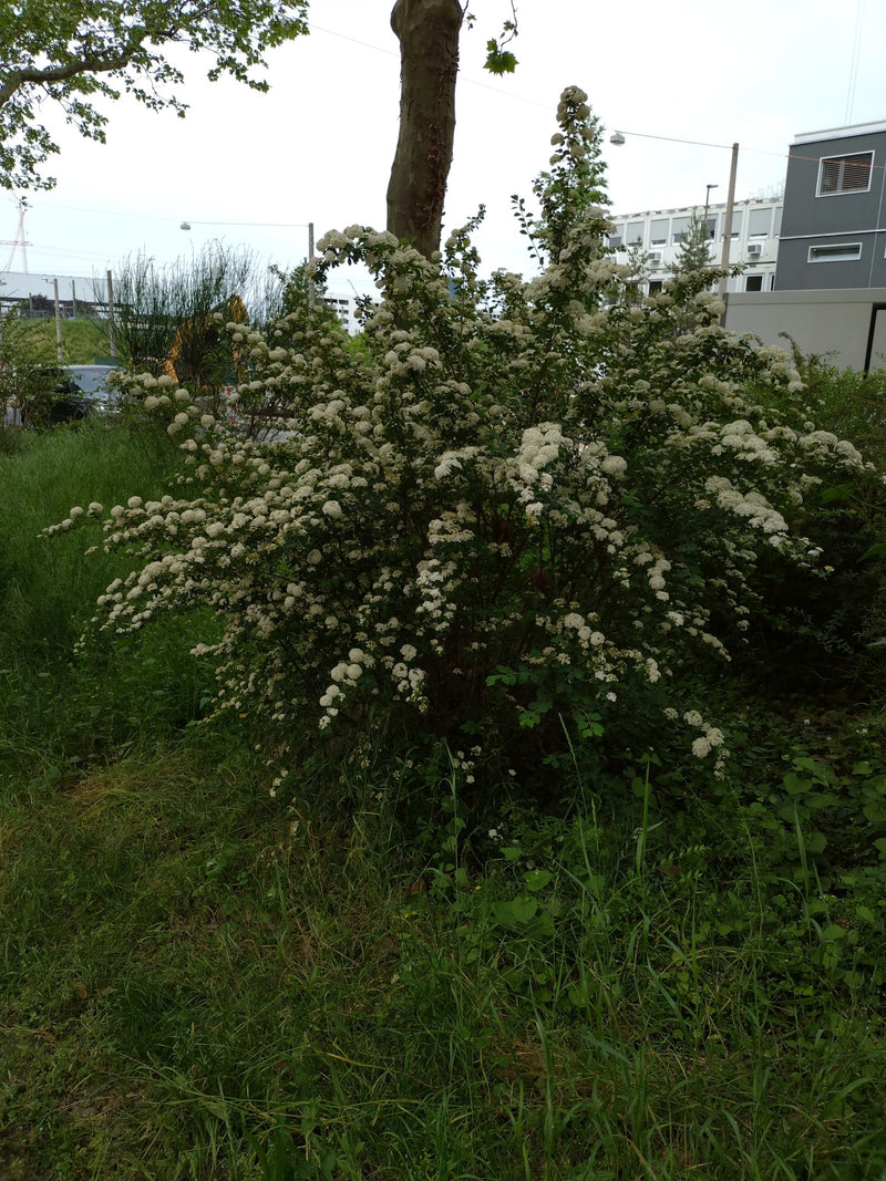 longarone nuziale — Bild 1