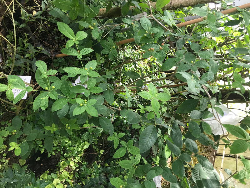 Brechpfeffer — foto 1 di 4
