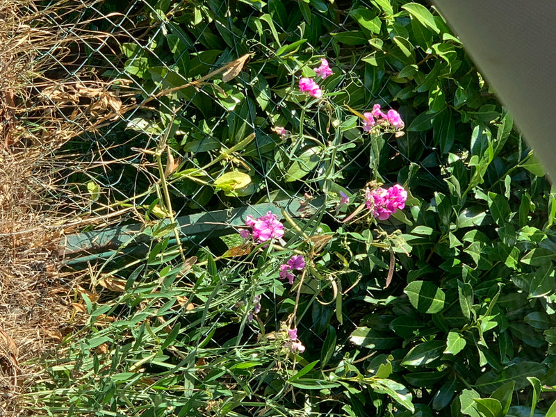 Una cicerchia a foglie larghe in fiore si arrampica lungo una recinzione metallica verde con fiori rosa.