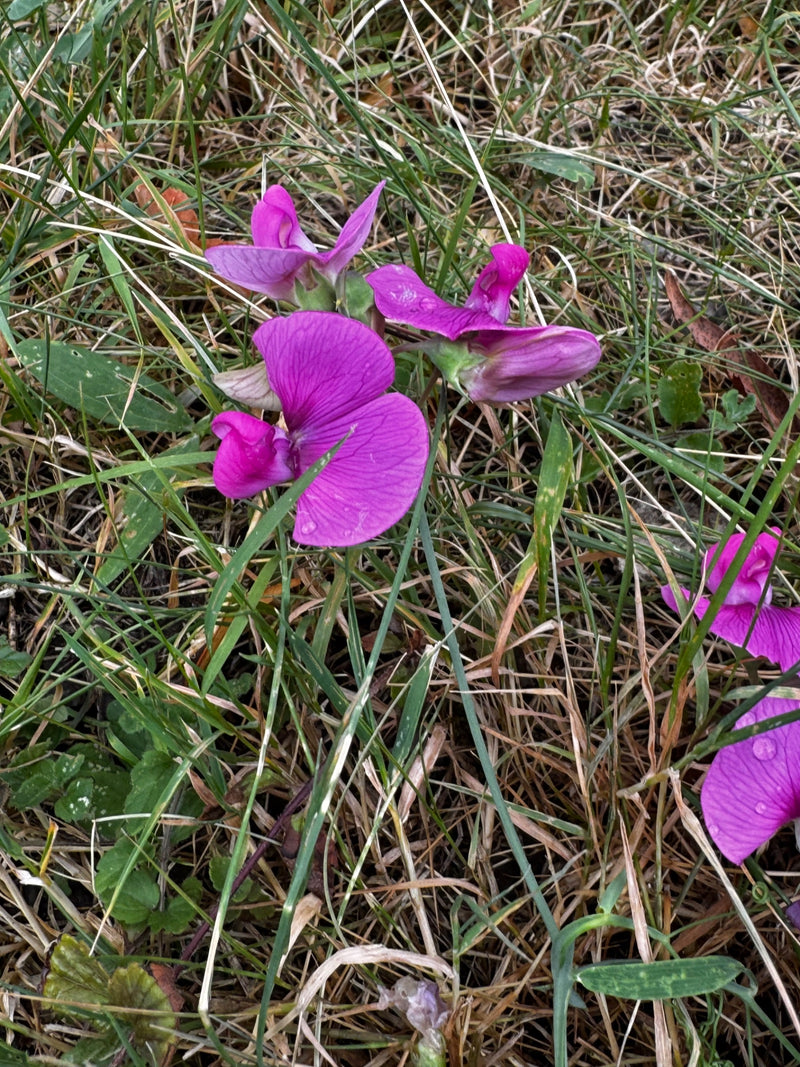 Pisello odoroso a foglia larga — foto 2 di 16