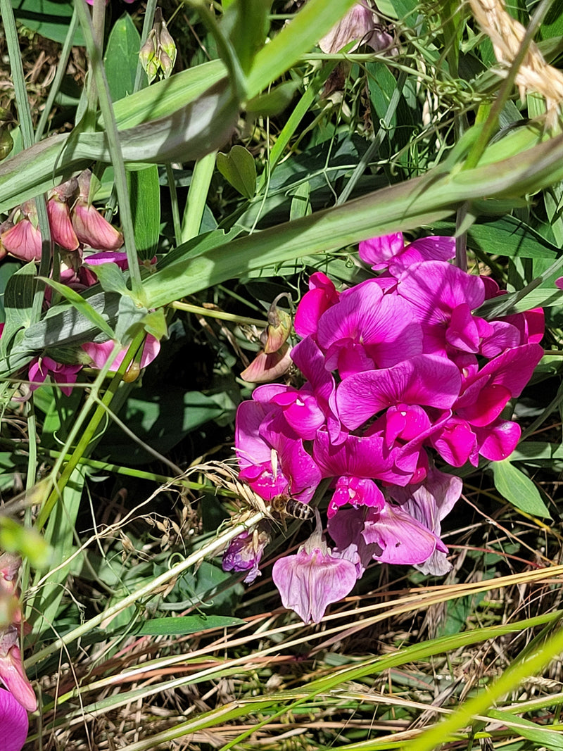 Pisello odoroso a foglia larga — foto 3 di 16