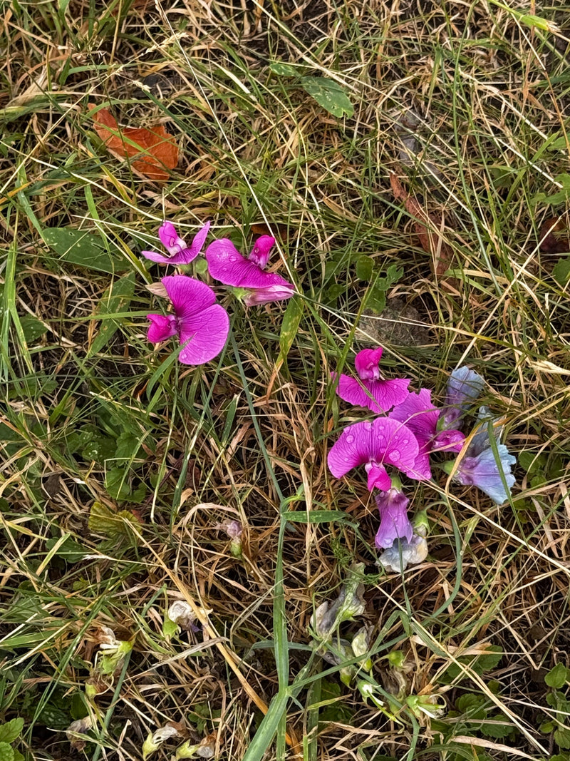 Pisello odoroso a foglia larga — foto 1 di 16
