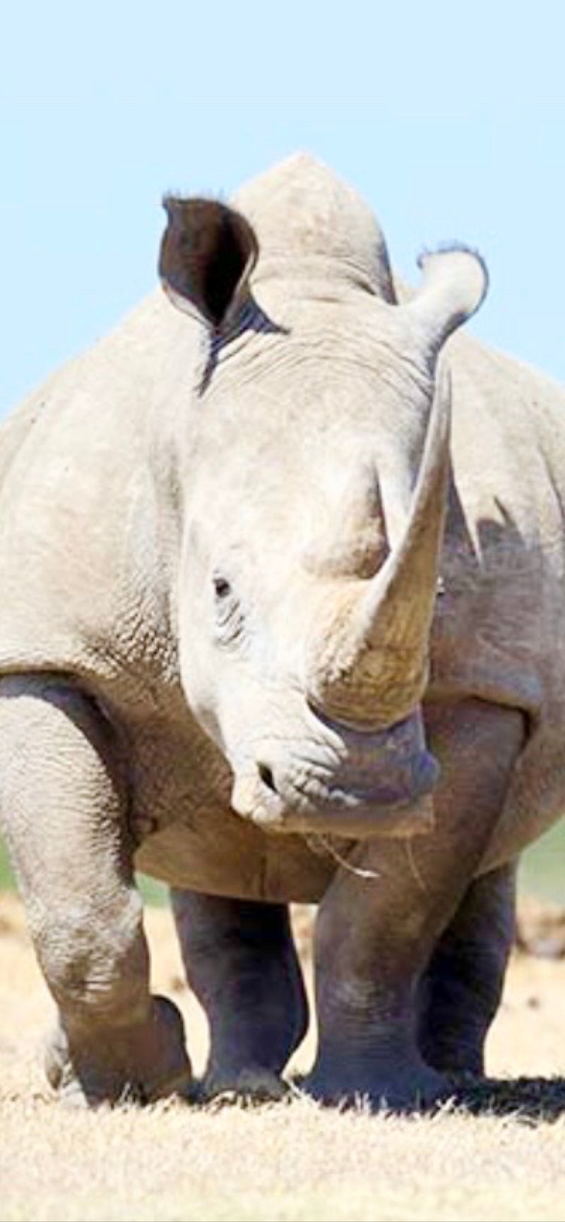 Breitmaulnashorn — foto 1 di 1