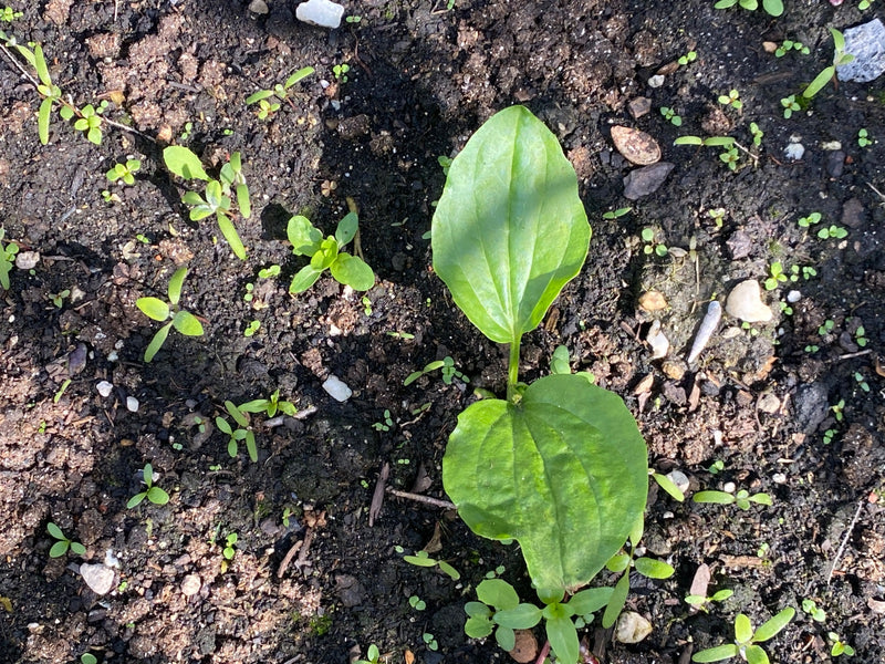 Piantaggine larga — Bild 1