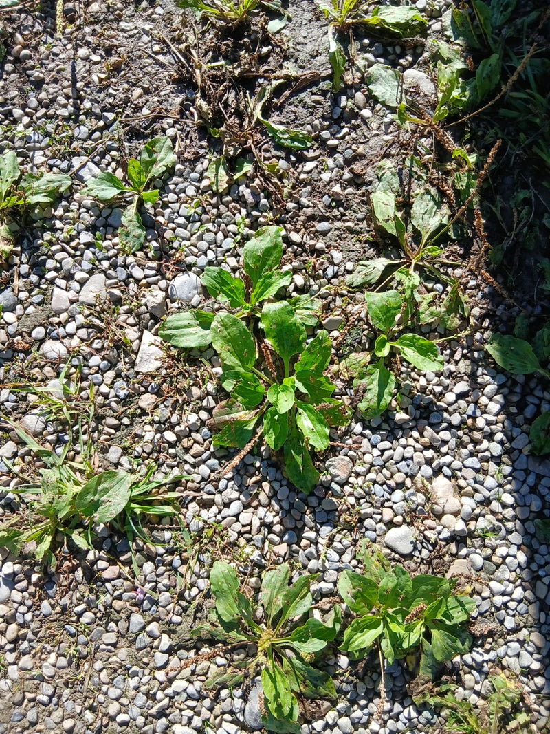 Diverse rosette di piantaggine maggiore con le loro tipiche foglie larghe crescono su un sentiero di ghiaia sassosa. La foto mostra le piante dall'alto nel l...