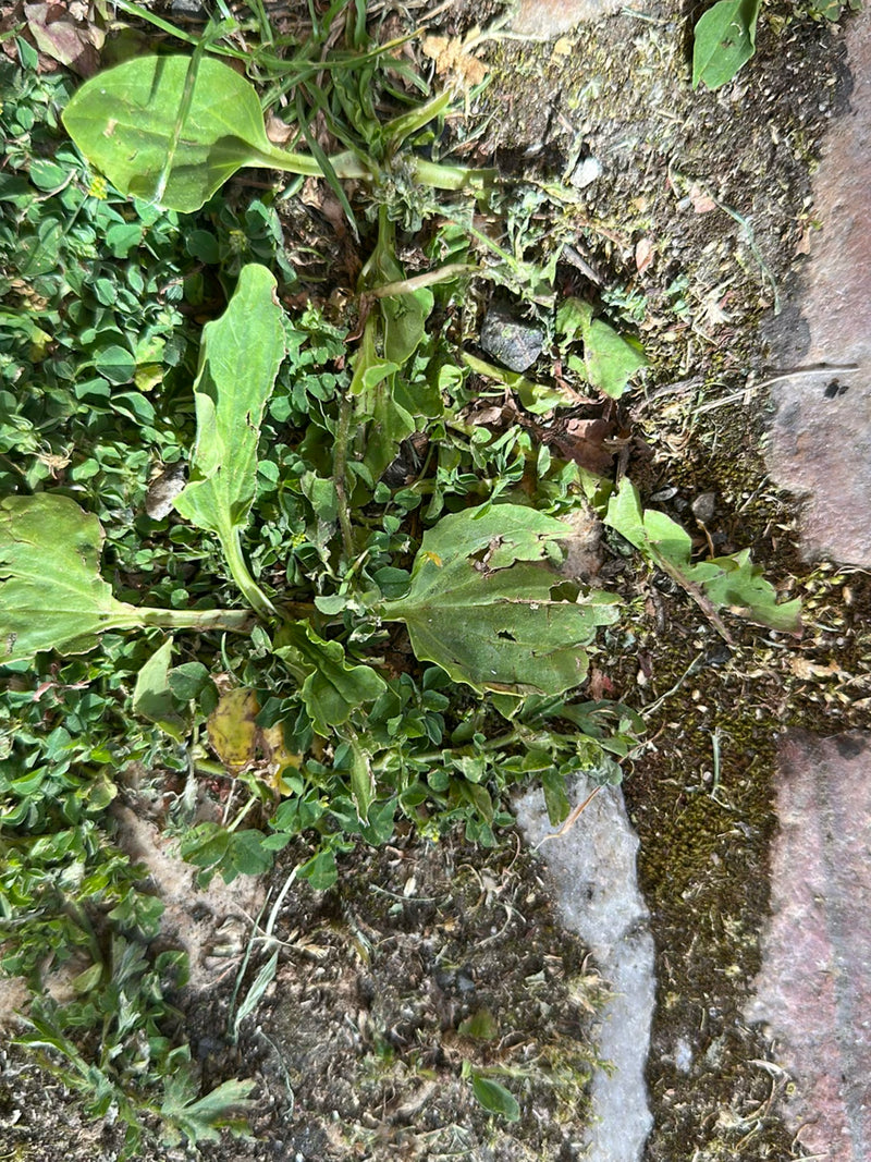 L'immagine mostra le tipiche foglie larghe della piantaggine maggiore che crescono vicino al suolo. La pianta si trova in un ambiente con piccole pietre e al...