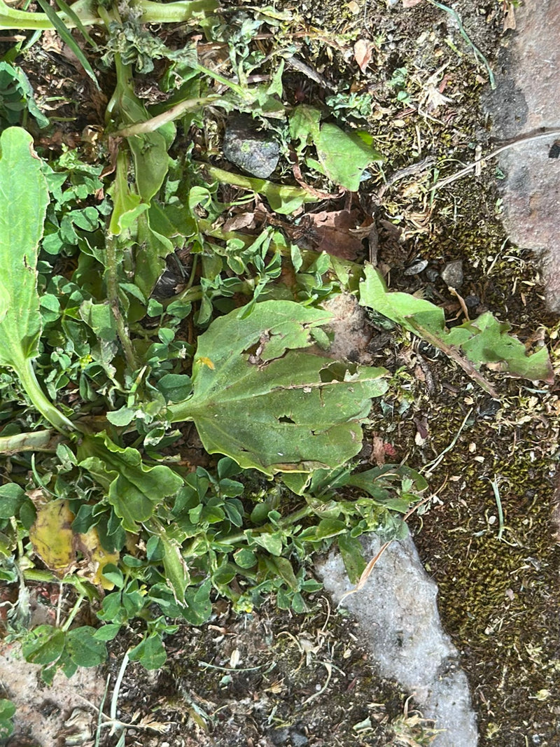 L'immagine mostra le tipiche foglie larghe della piantaggine maggiore che crescono piatte sul terreno. La pianta si trova in un ambiente naturale tra terra e...