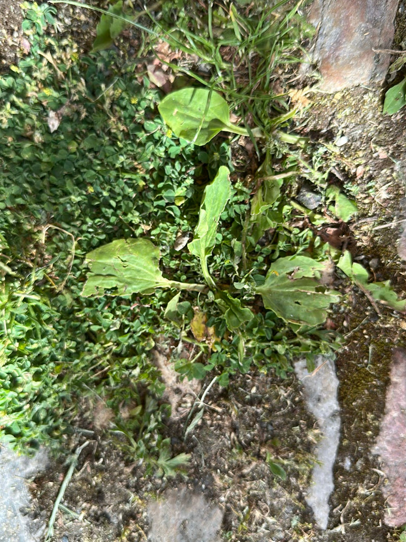 Si vede una piantaggine maggiore con le sue tipiche foglie larghe in una rosetta vicino al suolo. Cresce su un terreno di terra e pietre.