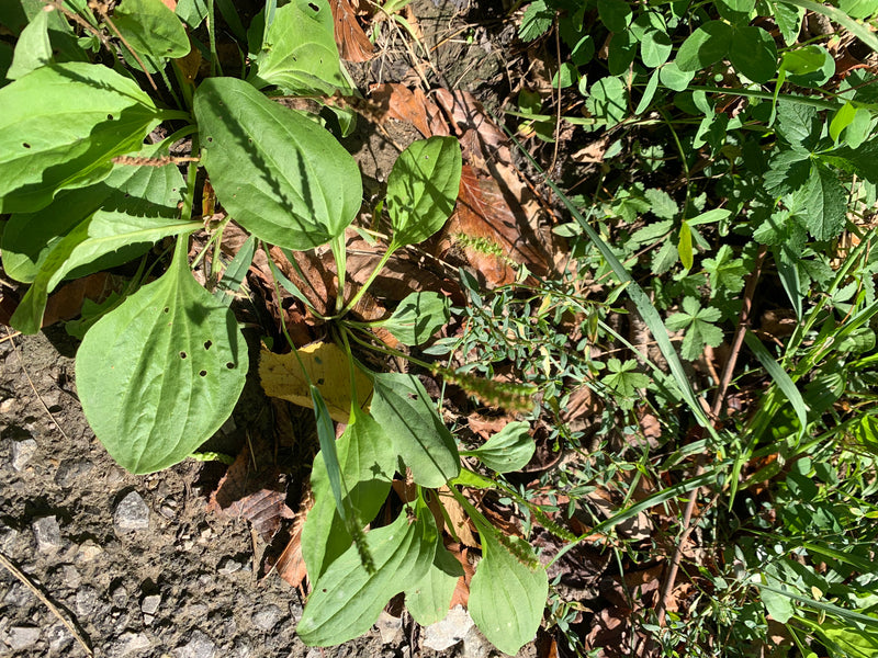 L'immagine mostra una pianta di piantaggine maggiore con le sue caratteristiche foglie verdi larghe e infiorescenze erette. Cresce su un terreno naturale di ...