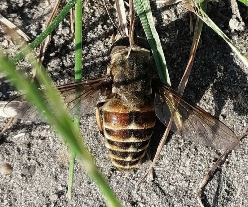 Un tafano è fotografato dall'alto mentre riposa su un terreno sabbioso tra fili d'erba. Le ali caratteristiche e il disegno dell'addome sono chiaramente visi...