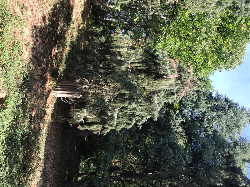 Brewers-Fichte — foto 1 di 4