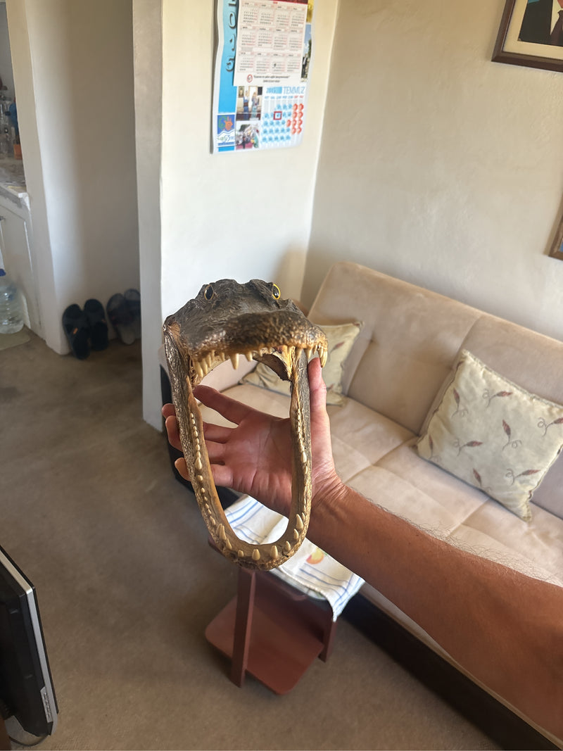 Caimano dagli occhiali — Bild 3