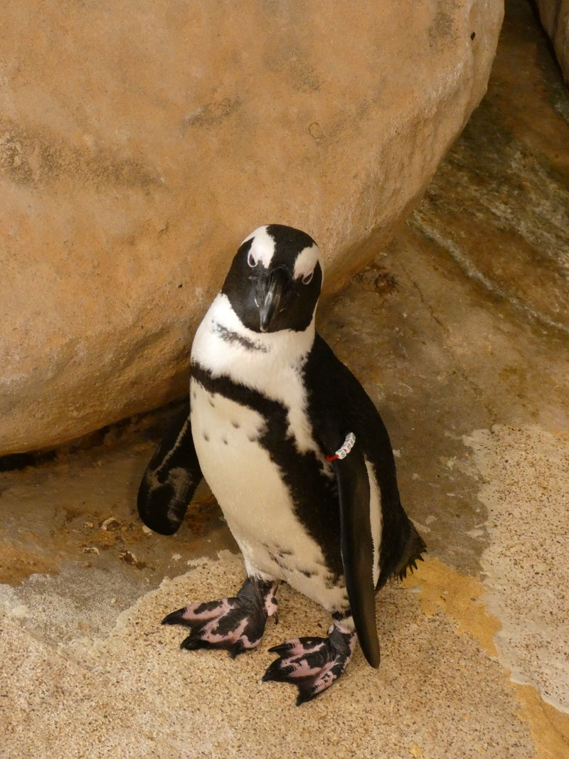 Brillenpinguin — foto 1 di 1