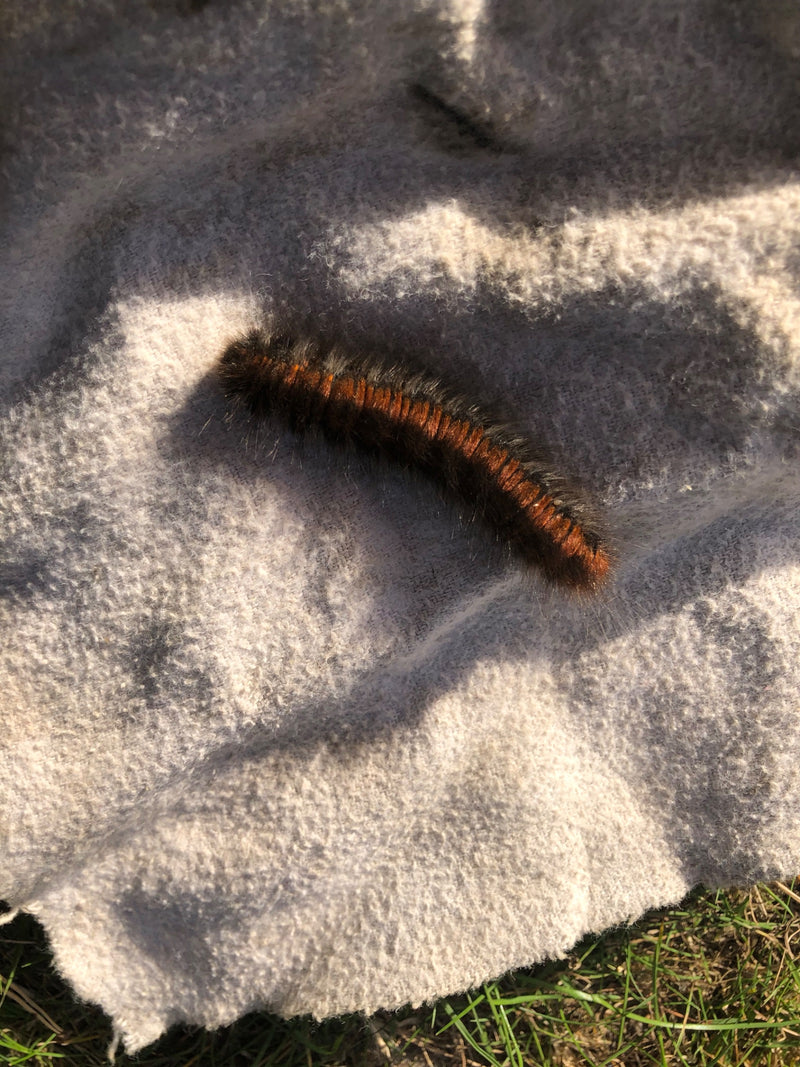 Un bruco maturo di bombice del rovo riposa su un panno chiaro alla luce del sole.