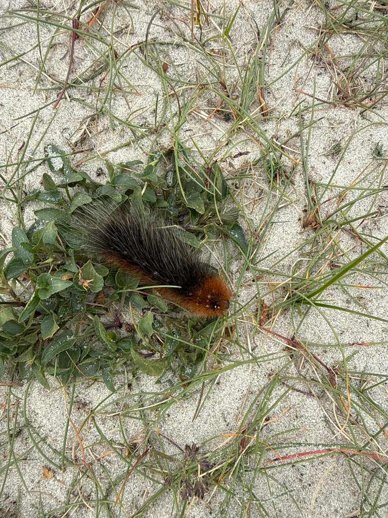L'immagine mostra un bruco peloso marrone e nero della farfalla del rovo. Si trova su un terreno sabbioso tra vegetazione rada.
