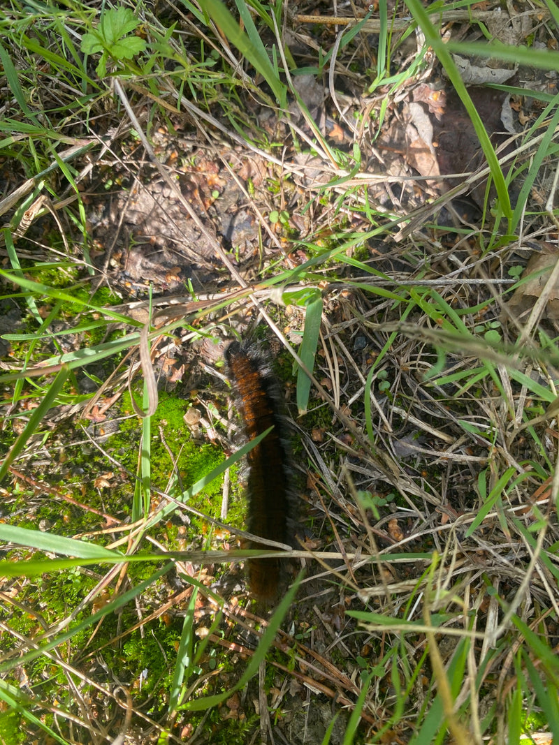 Un bruco di falena della rovo striscia sul terreno coperto di vegetazione. Si muove tra erba e muschio.