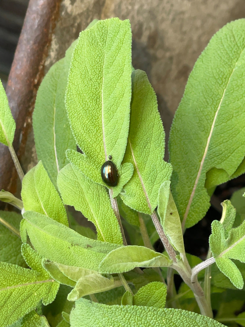 Scarabeo foglia di bronzo — Bild 1