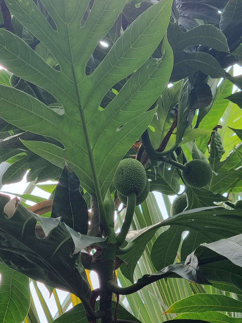 Albero del pane — Bild 1