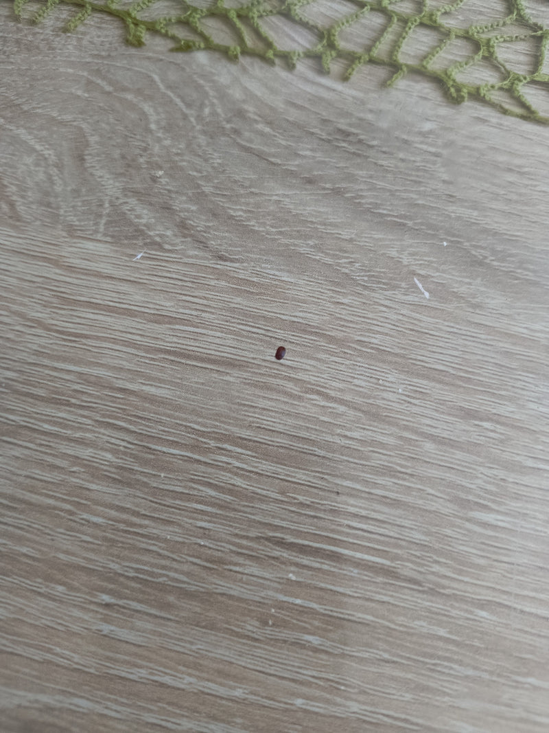 Un minuscolo coleottero brunastro riposa su una superficie di legno chiaro. La foto è scattata dall'alto e a distanza.