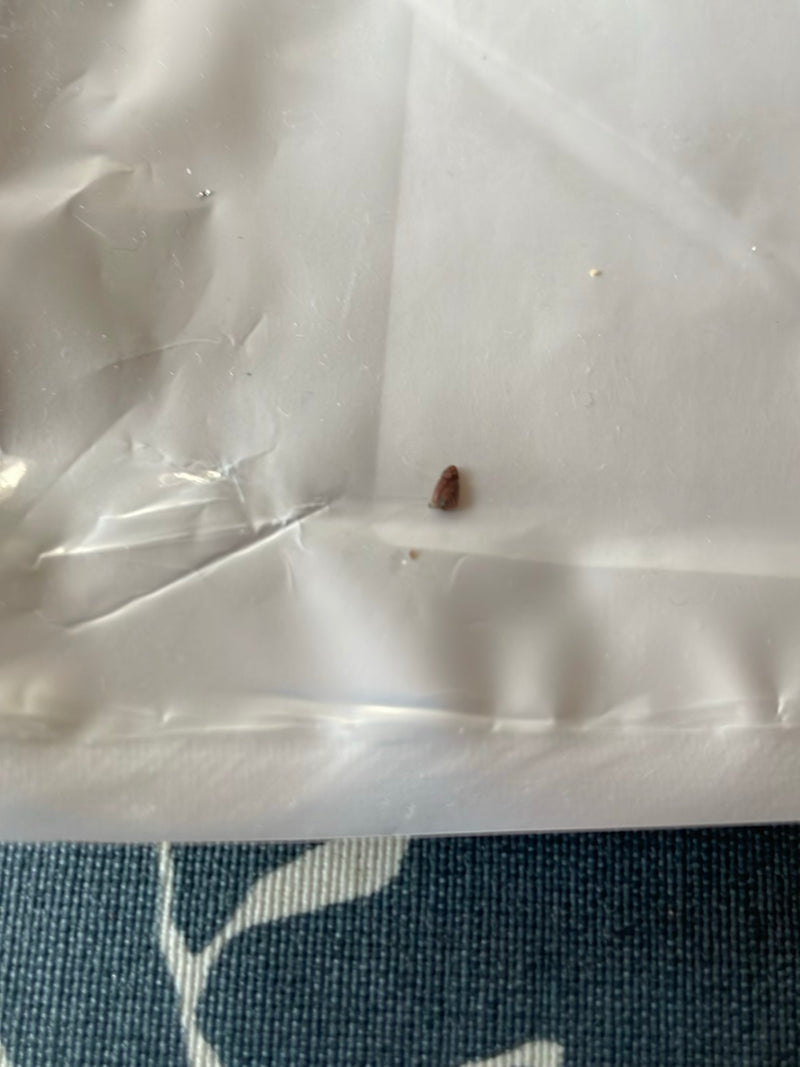 Un minuscolo coleottero marrone riposa su una superficie di plastica bianca.