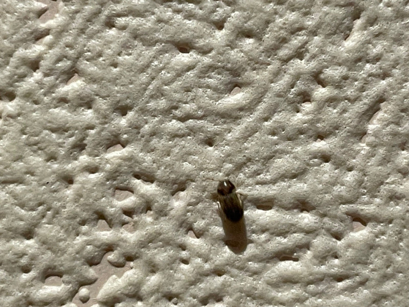 Un anobio del pane adulto riposa su una parete bianca ruvida in primo piano.