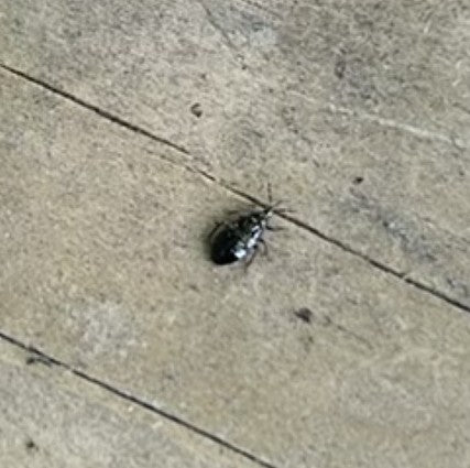 Scarabeo del pane — foto 3 di 71