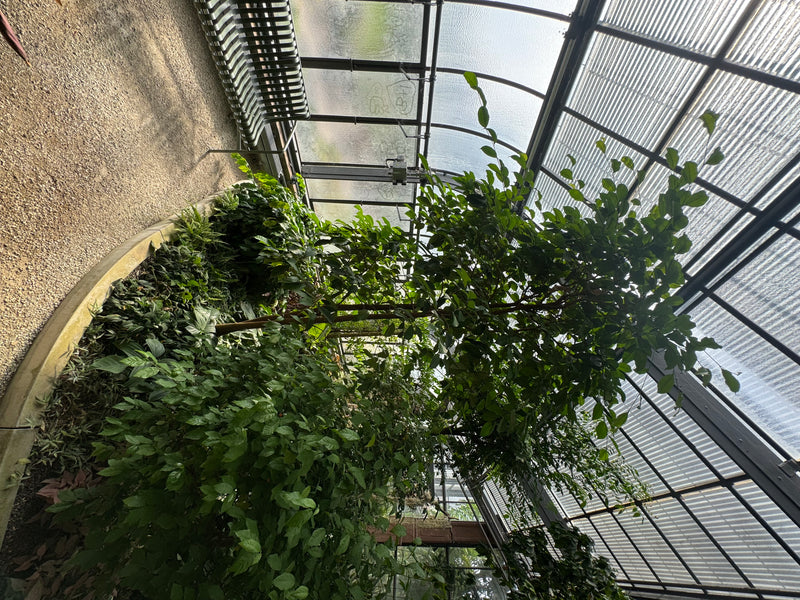 Brotnussbaum — foto 2 di 2