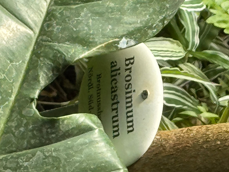 Brotnussbaum — foto 1 di 2