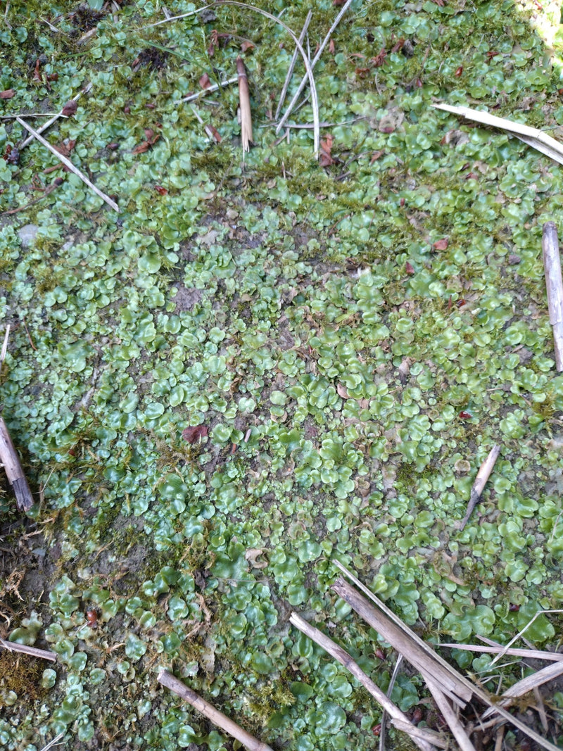 Epatica di fontana — Bild 2