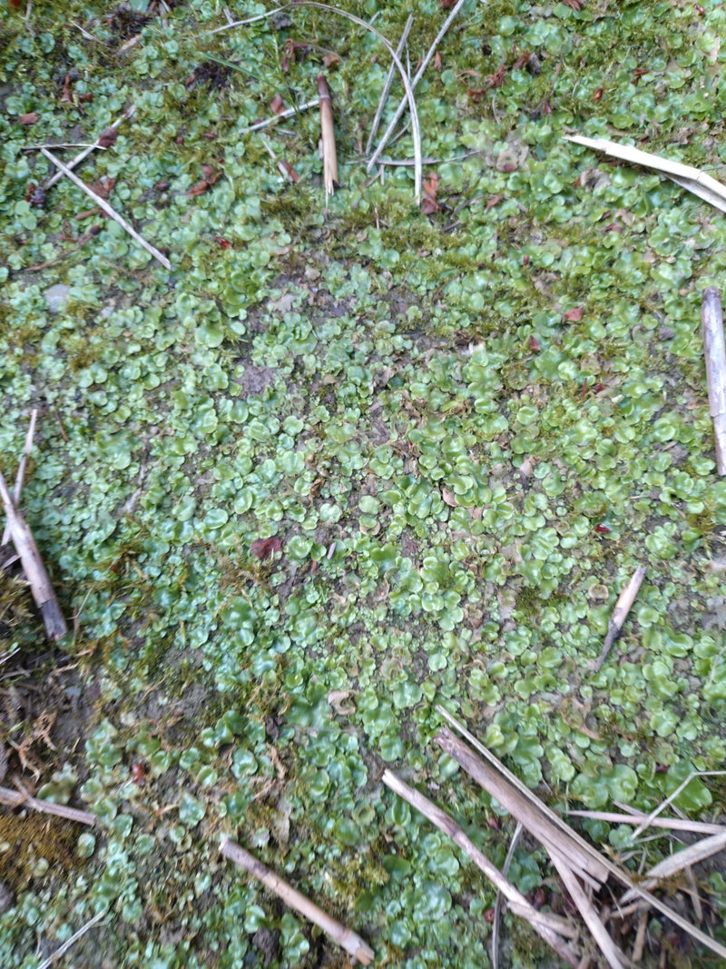 Epatica di fontana — Bild 1