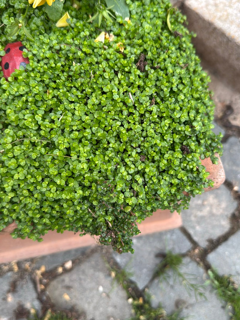 capelli tagliati — Bild 1