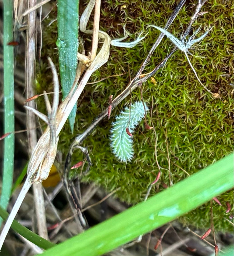 Cocciniglia del faggio — Bild 1