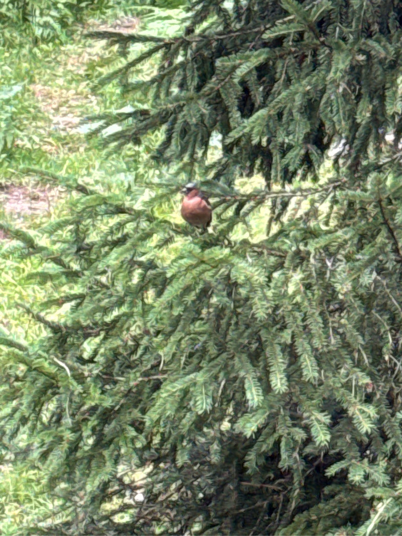 Una fringuella è seduta sul ramo di una conifera. L'uccello è chiaramente visibile nel suo ambiente naturale.