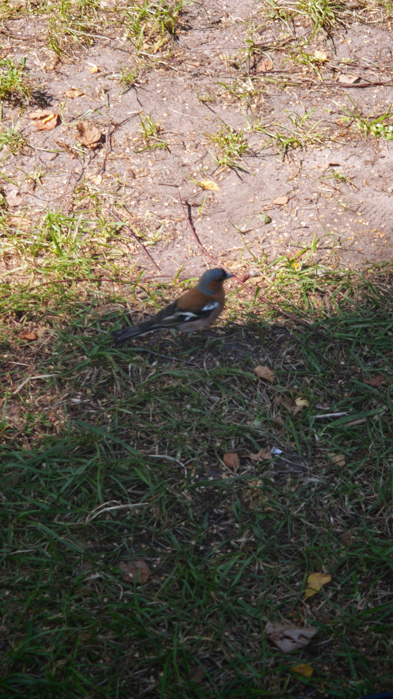 Una fringuella è seduta a terra tra l'erba e la terra. L'uccello è chiaramente visibile.