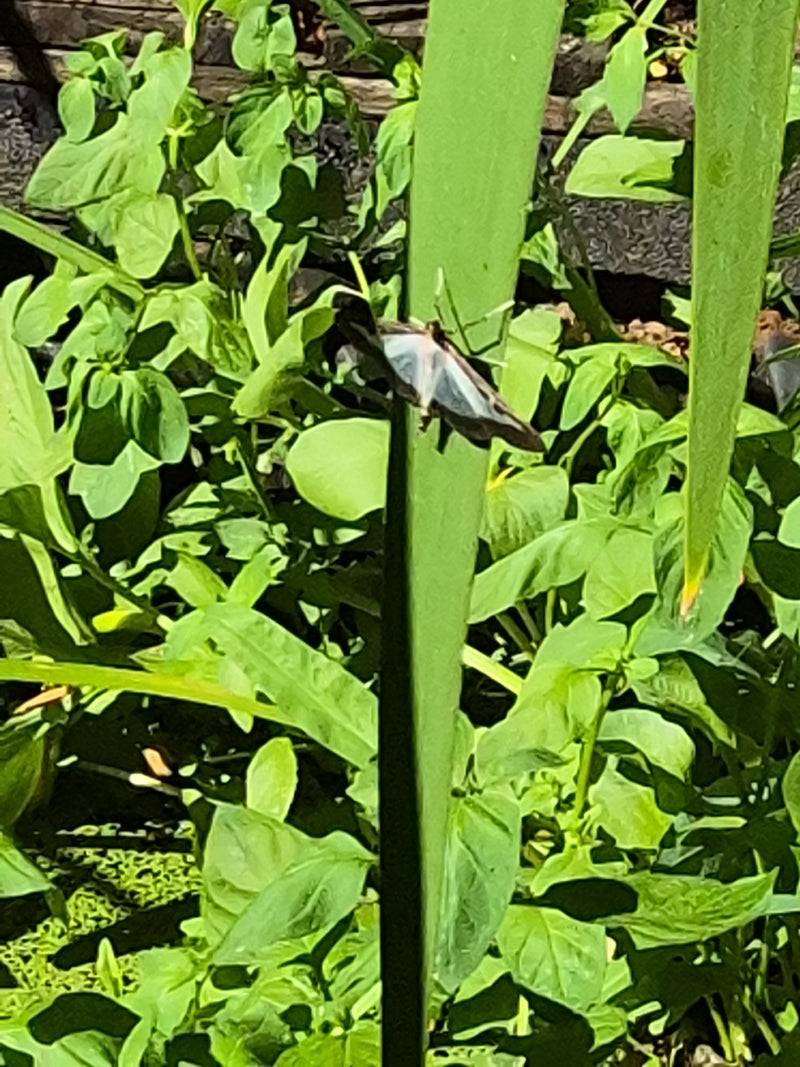 Una piralide del bosso siede su una foglia di pianta verde. È circondata da una fitta vegetazione verde.