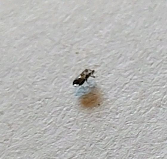 Una piccola mosca scuttle è seduta su una superficie chiara. La tipica forma del corpo è appena visibile.
