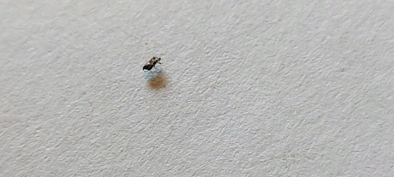 Un piccolissimo sciaride è seduto su una superficie chiara e strutturata. L'insetto appare molto piccolo nell'inquadratura.