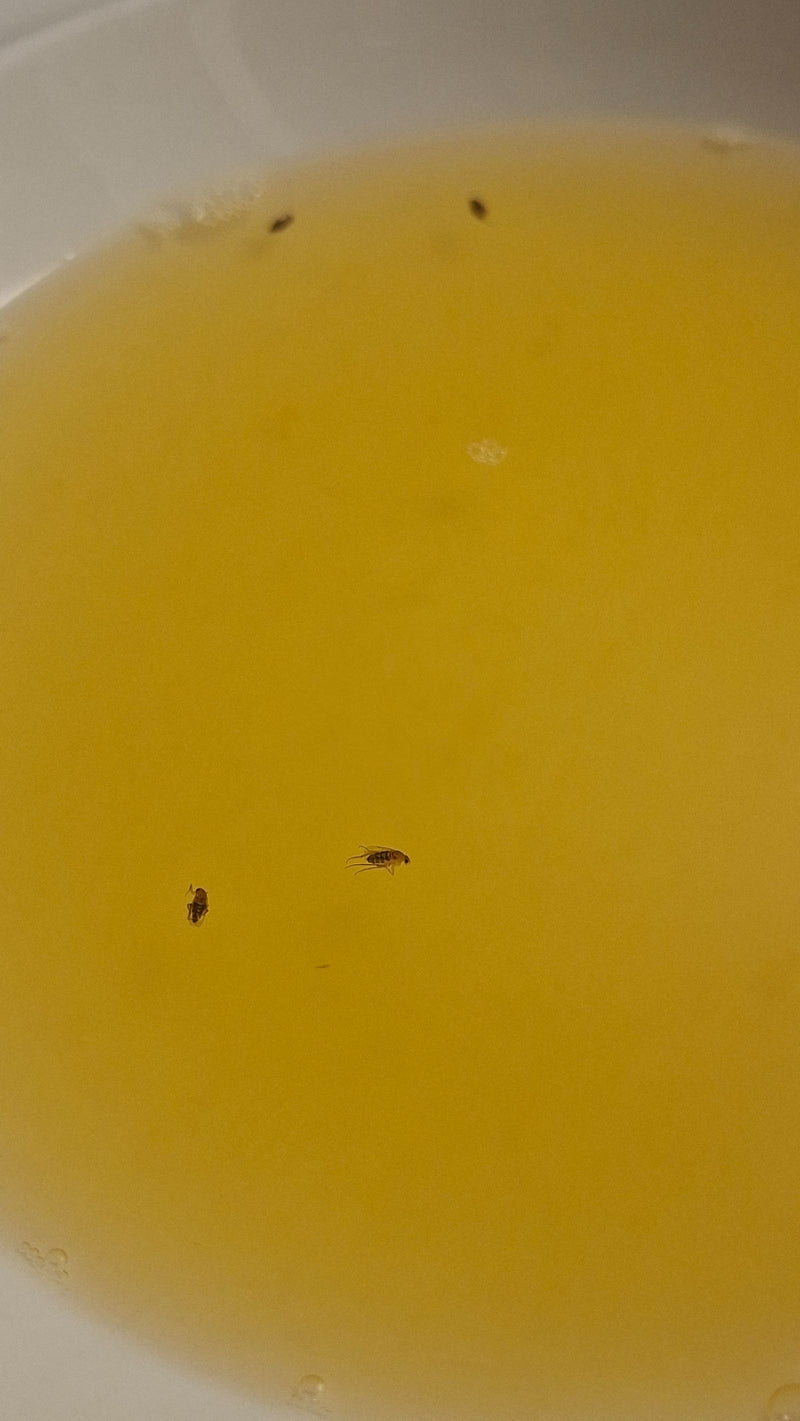 L'immagine mostra diversi Phoridae che galleggiano in un liquido giallo. La piccola prospettiva mostra gli insetti dall'alto.