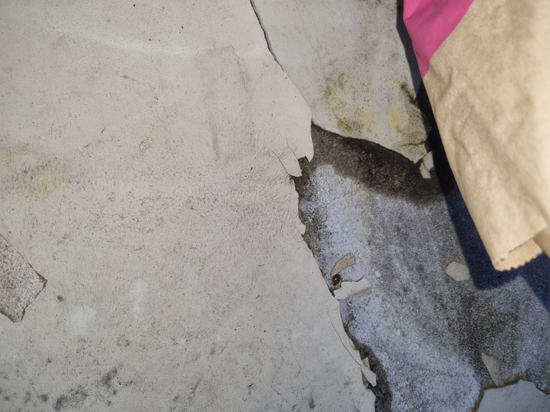 Scarabeo palla — Bild 1