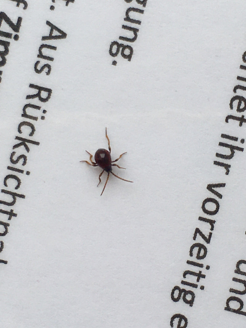 Un Gibbium psylloides si trova su un foglio di carta bianco con del testo stampato. La sua forma rotonda e le lunghe zampe sono chiaramente visibili.
