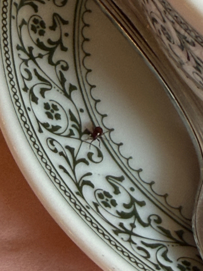La foto mostra un bostrico seduto su un piatto di porcellana decorato.