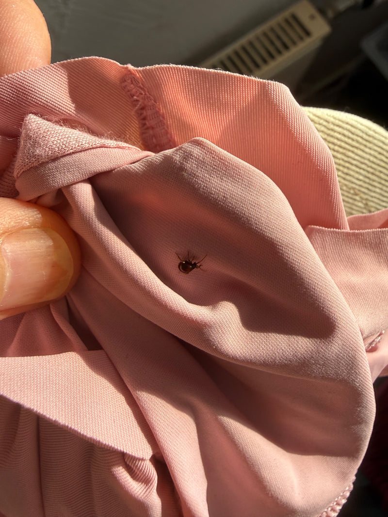 Un bostrico gobbo siede su un tessuto tessile rosa. L'insetto è chiaramente visibile.
