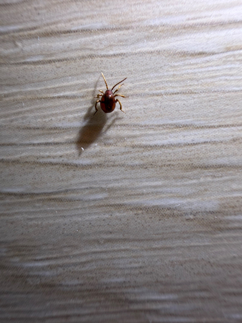L'immagine mostra un Gibbium che cammina su una superficie di legno chiaro. Il suo corpo arrotondato e lucido è ben visibile.