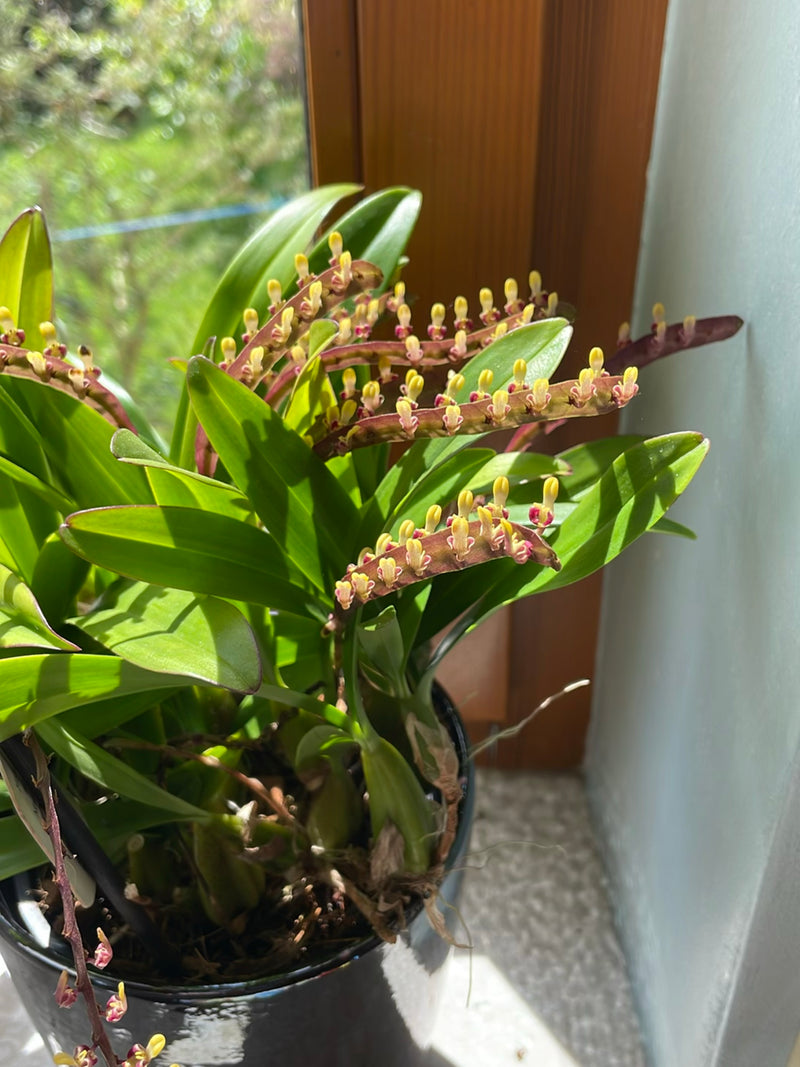 Orchidea bulbofilla — Bild 1