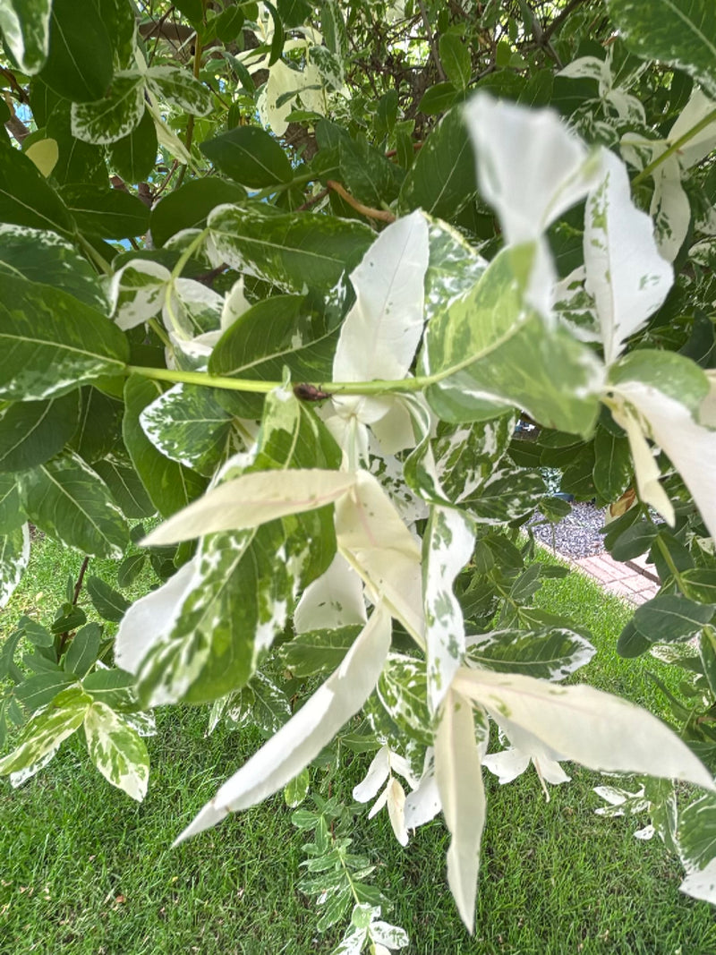 Sono visibili le tipiche foglie pennate di un frassino maggiore, che qui presentano una rara colorazione variegata di bianco e verde. L'immagine mostra i ram...