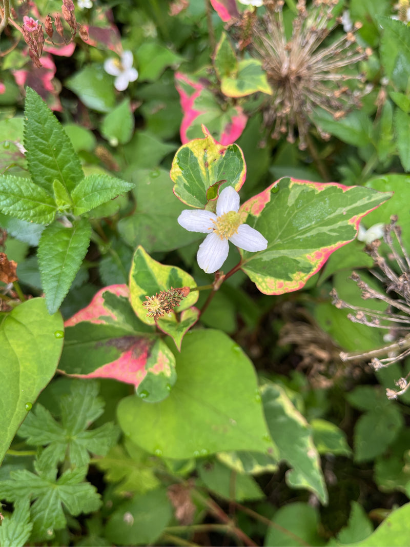 Tritone variegato — Bild 1