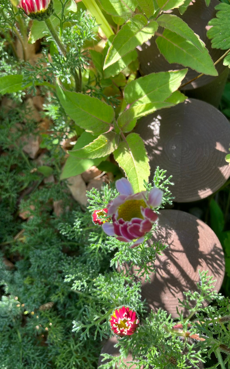 Margherita colorata — Bild 1