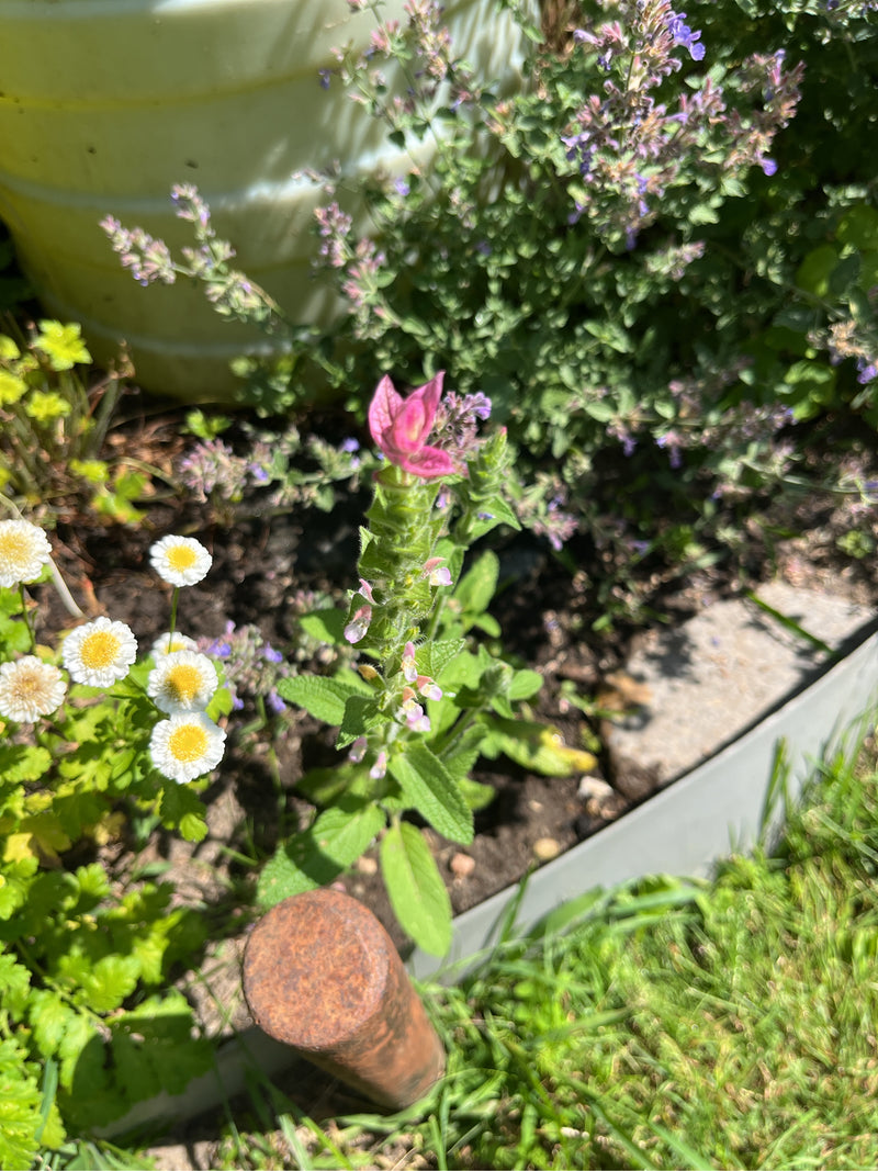 Salvia variegata — Bild 1