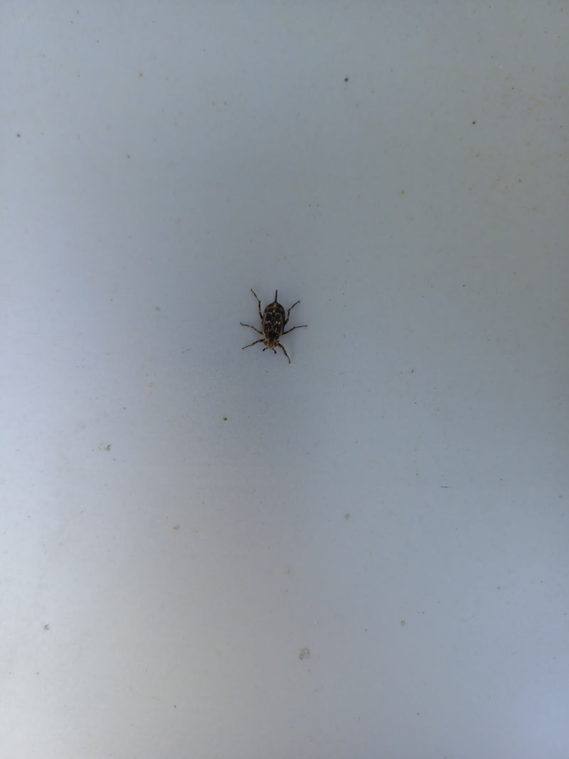 Scarabeo spinoso colorato — Bild 1